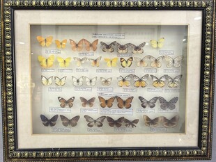 精美蝴蝶标本展示