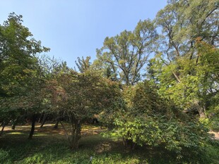 绿意盎然的林间景致