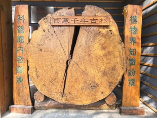 古老开裂的木质车轮