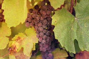 成熟紫葡萄与绿叶特写