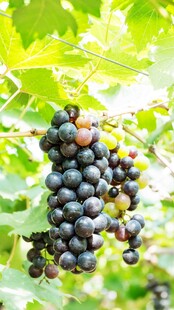 饱满紫葡萄挂于绿叶间