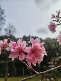 枝头绽放的粉嫩美丽花朵