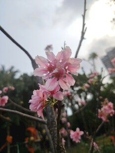 枝头绽放的粉嫩桃花