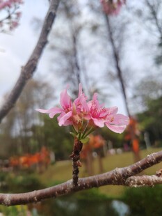 枝头绽放的娇艳粉色花朵