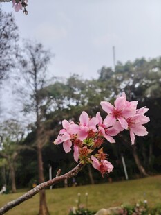 枝头绽放的娇艳粉色花朵