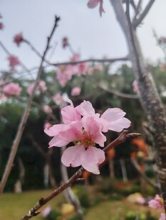 娇艳桃花绽放枝头