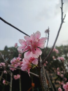 枝头绽放的粉嫩桃花