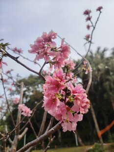 粉色繁花绽放枝头