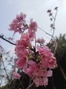 枝头绽放的粉嫩樱花