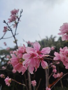 粉色烂漫花朵绽放枝头