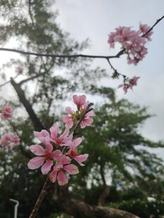 枝头绽放的粉嫩桃花