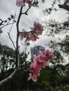 枝头绽放的烂漫粉色花朵