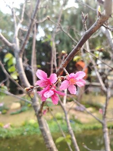 枝头绽放的娇艳粉色花朵