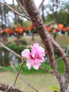 枝头绽放的娇艳粉色桃花