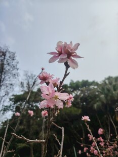 枝头绽放的粉嫩玉兰花