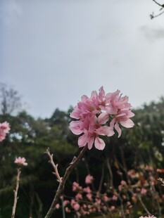 春日绽放的娇艳粉色花朵