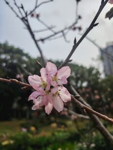 枝头绽放的粉嫩樱花