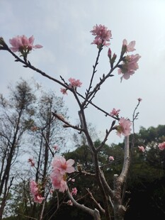 春日绽放的粉嫩花枝