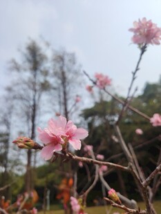 枝头绽放的粉嫩桃花
