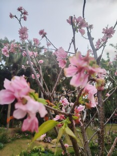 春日绽放的娇艳粉色花朵