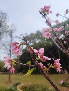 枝头绽放的粉嫩桃花