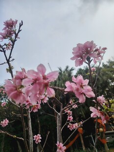 粉色烂漫杜鹃花绽放