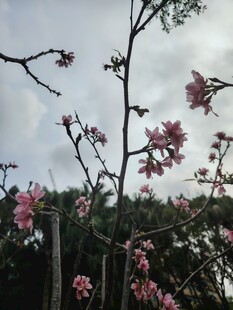 枝头绽放的粉嫩春花