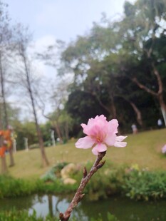 湖畔绽放的娇艳桃花