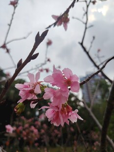 枝头绽放的粉嫩花朵