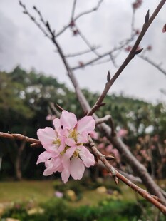 枝头绽放的粉嫩樱花