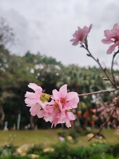 枝头绽放的粉嫩美丽桃花