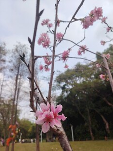 枝头绽放的粉嫩桃花