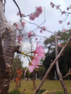 枝头绽放的粉嫩樱花