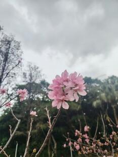 雨中绽放的娇艳粉色花朵