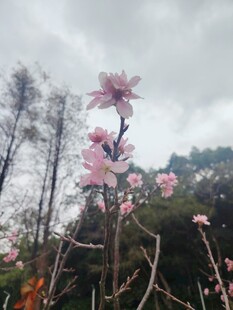 枝头绽放的粉嫩桃花