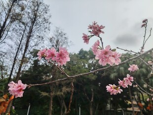 枝头绽放的粉嫩桃花