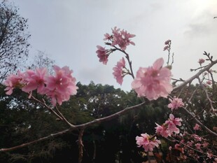 枝头绽放的粉嫩樱花