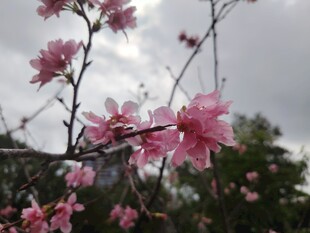 枝头绽放的粉嫩樱花