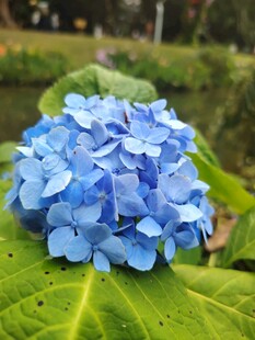 蓝色绣球花特写