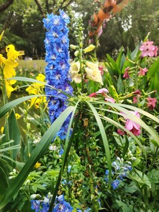 多彩花卉绽放于花园中