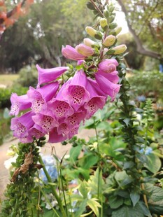 绽放的粉色毛地黄花朵