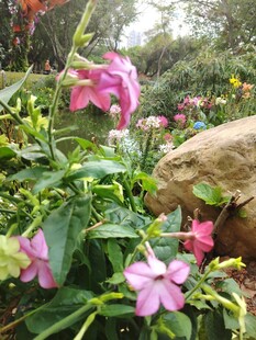 花丛中的粉色娇艳花朵