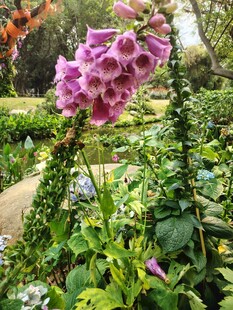 花园中绽放的美丽紫花