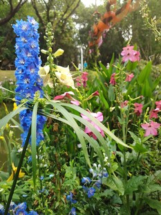 多彩花卉绽放于花园中