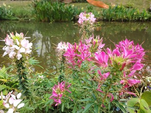 溪边绽放的多彩花卉