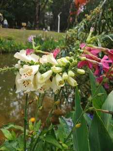 溪边五彩花卉绽放