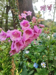 粉色毛地黄绽放于绿野