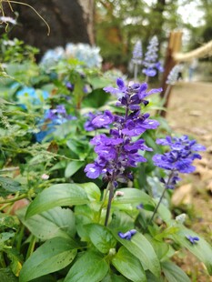 花园中绽放的紫蓝色花卉