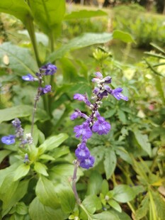 紫色小花绽放绿叶间