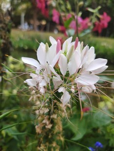 娇艳绽放的白色花卉